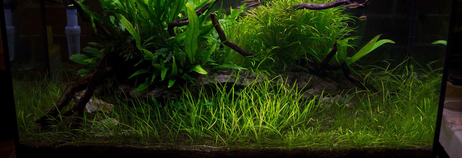 The Aquarium  plant  starters guide  Aquariumkid